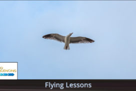 Seagull soaring against a clear blue sky