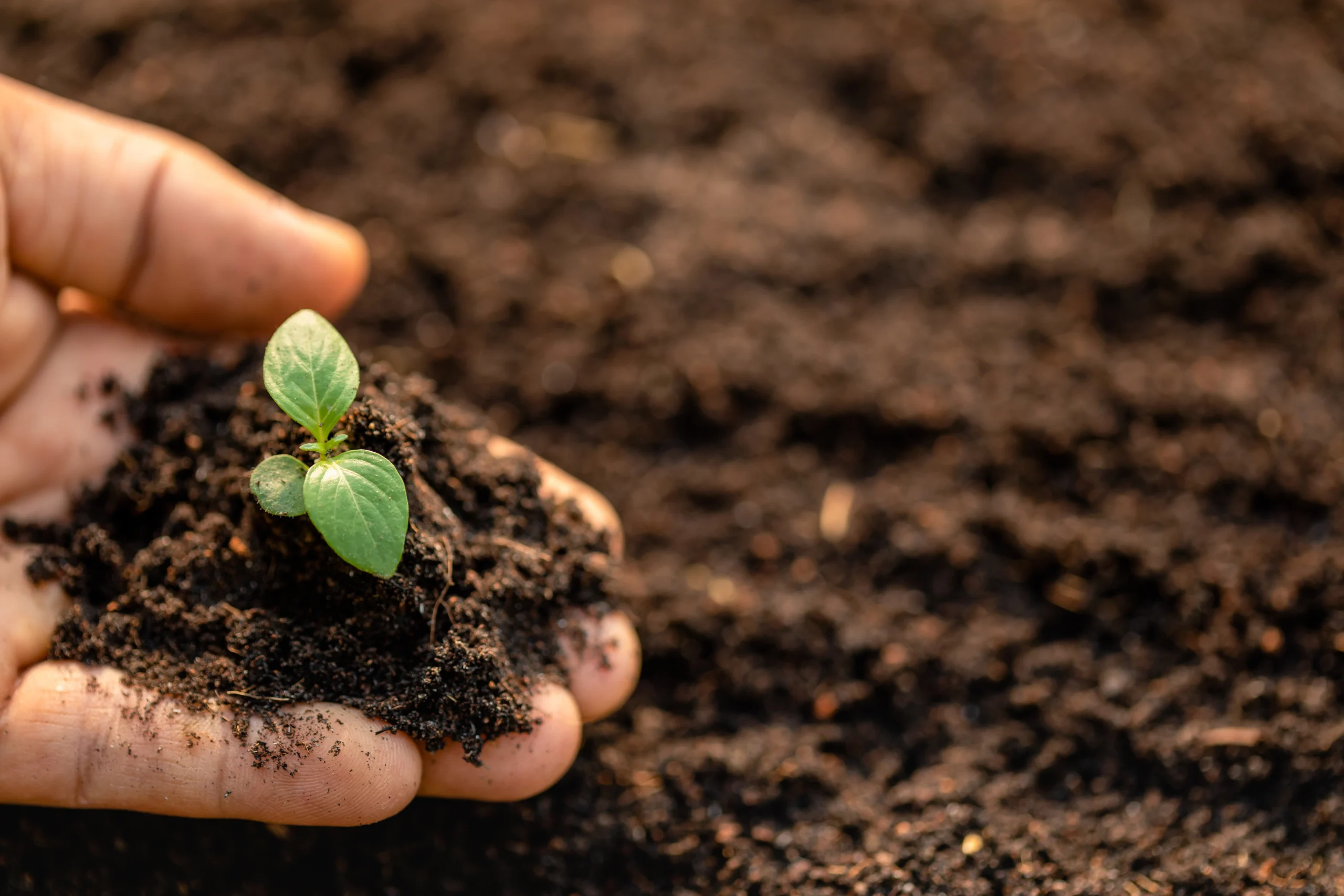 A hand cupping a small green seedling growing in dark soil