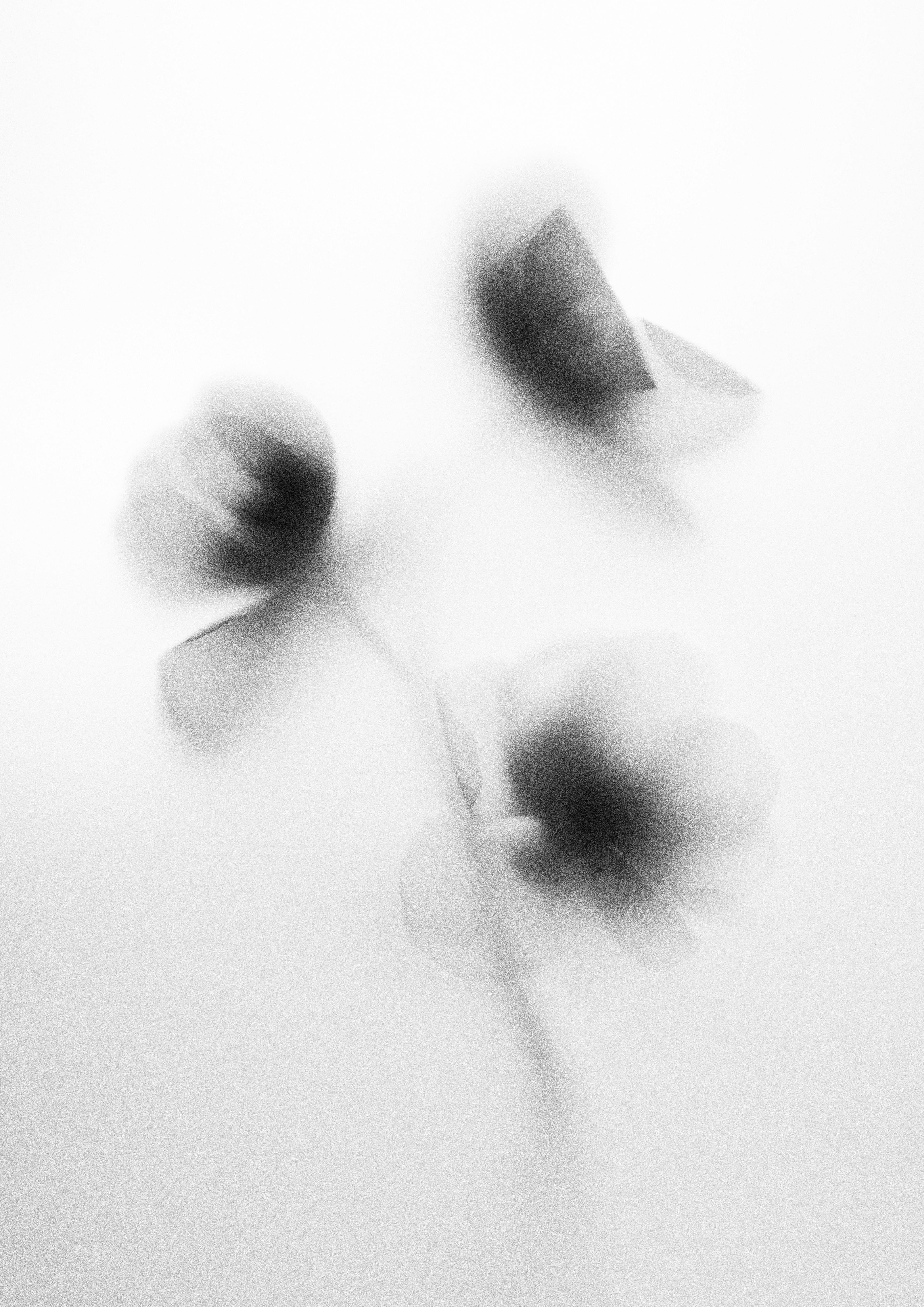 Abstract black and white blurred photograph of flower buds in soft focus
