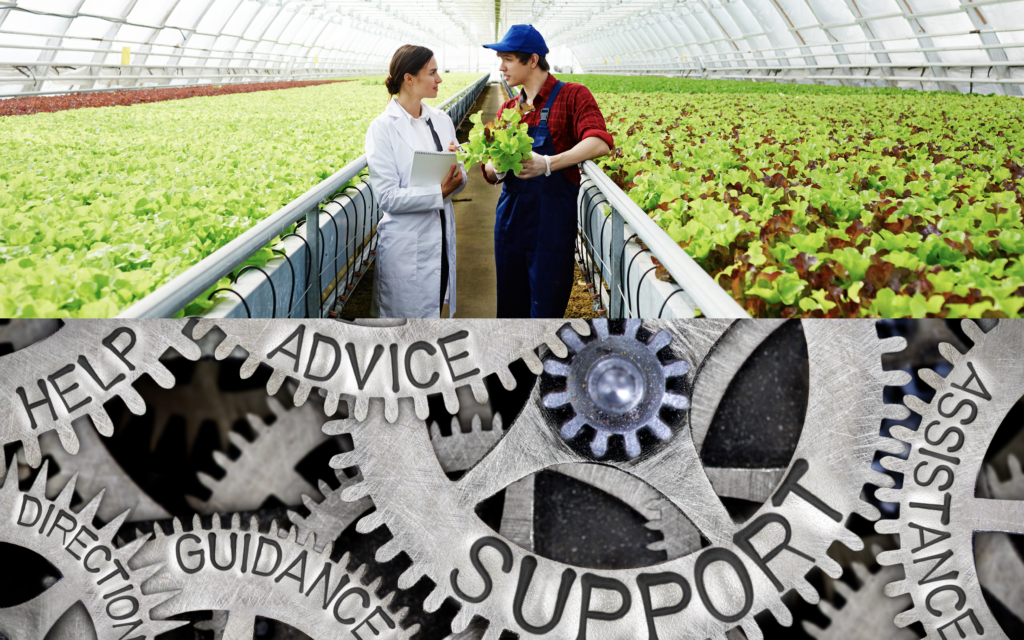 Horticulture composite: two scientists inspecting lettuce crops in a greenhouse above gears reading “advice, guidance, support”