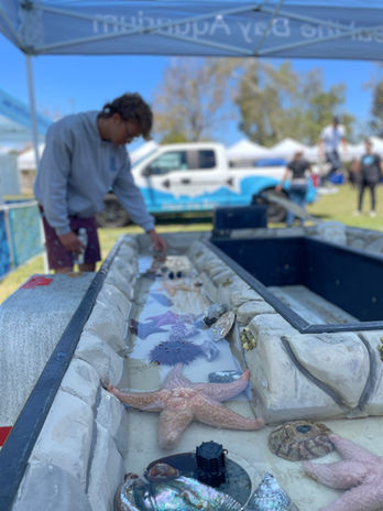 Marine touch tank with starfish and shells at an outdoor event booth
