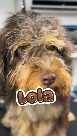 Close-up of a wet shaggy tan doodle named Lola in the PetStar salon