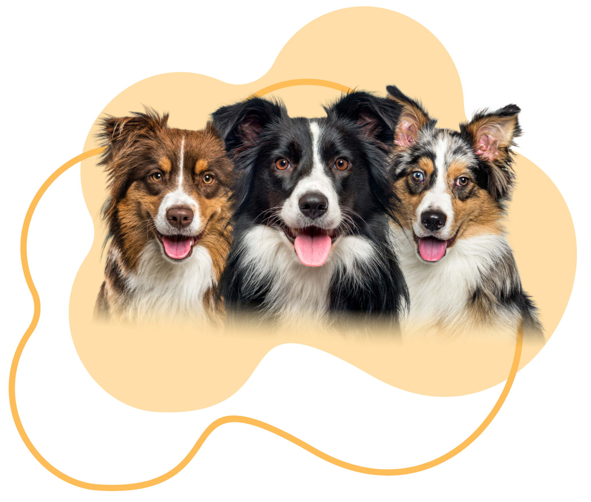 Three Border Collie and Australian Shepherd dogs on PetStar’s peach blob shape with an orange squiggle
