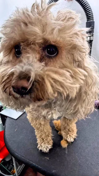 Small apricot Maltipoo mix on the PetStar grooming table