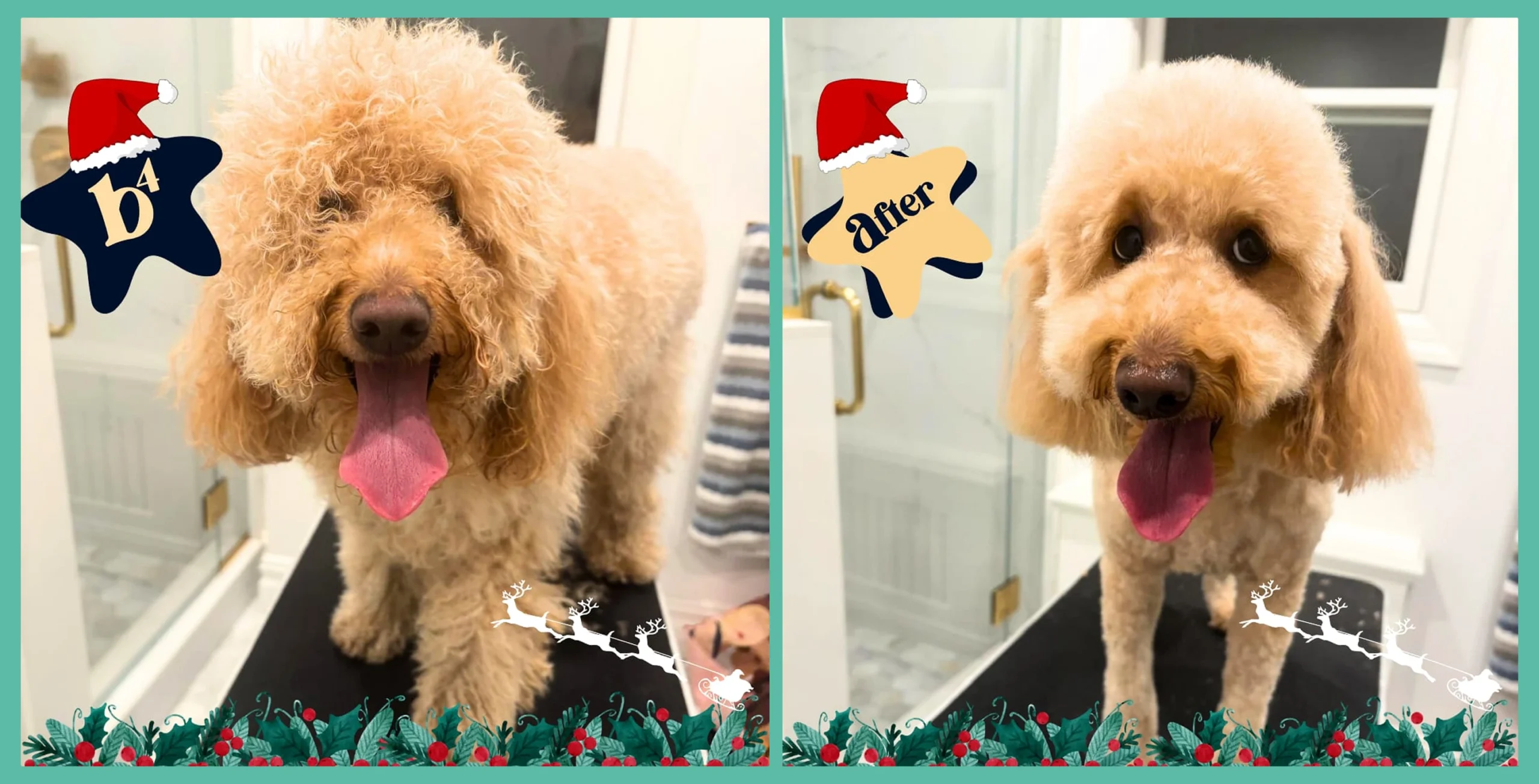 Golden apricot poodle before and after grooming, with Christmas overlays