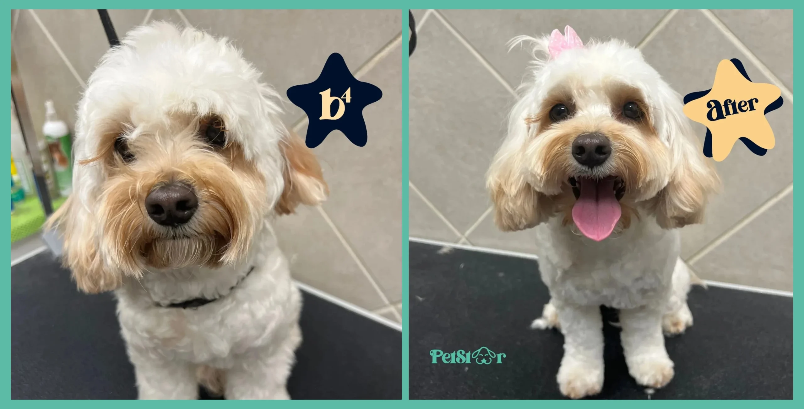 White-and-tan Cavapoo or Maltipoo before and after grooming
