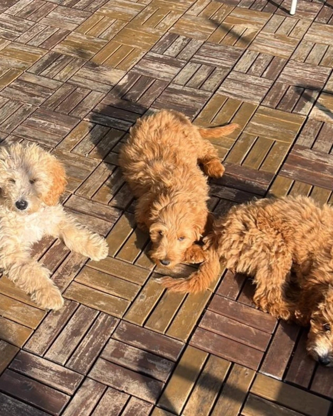 Three fluffy apricot doodle puppies lounging on a wooden deck