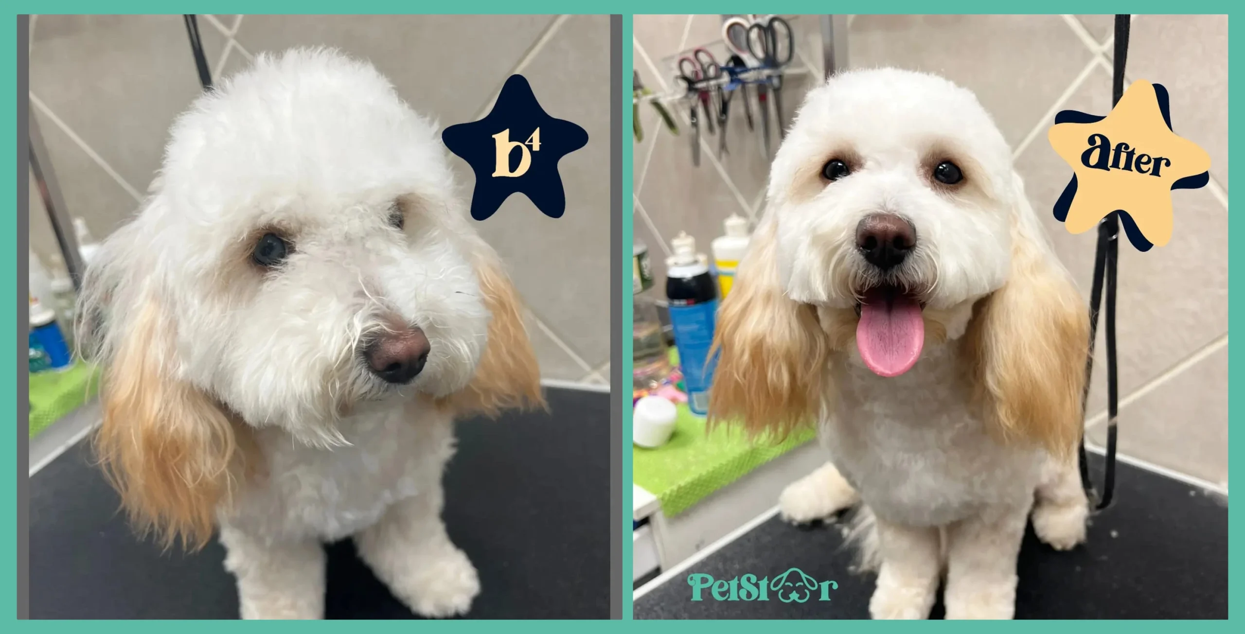 White-and-golden Cockapoo before and after grooming