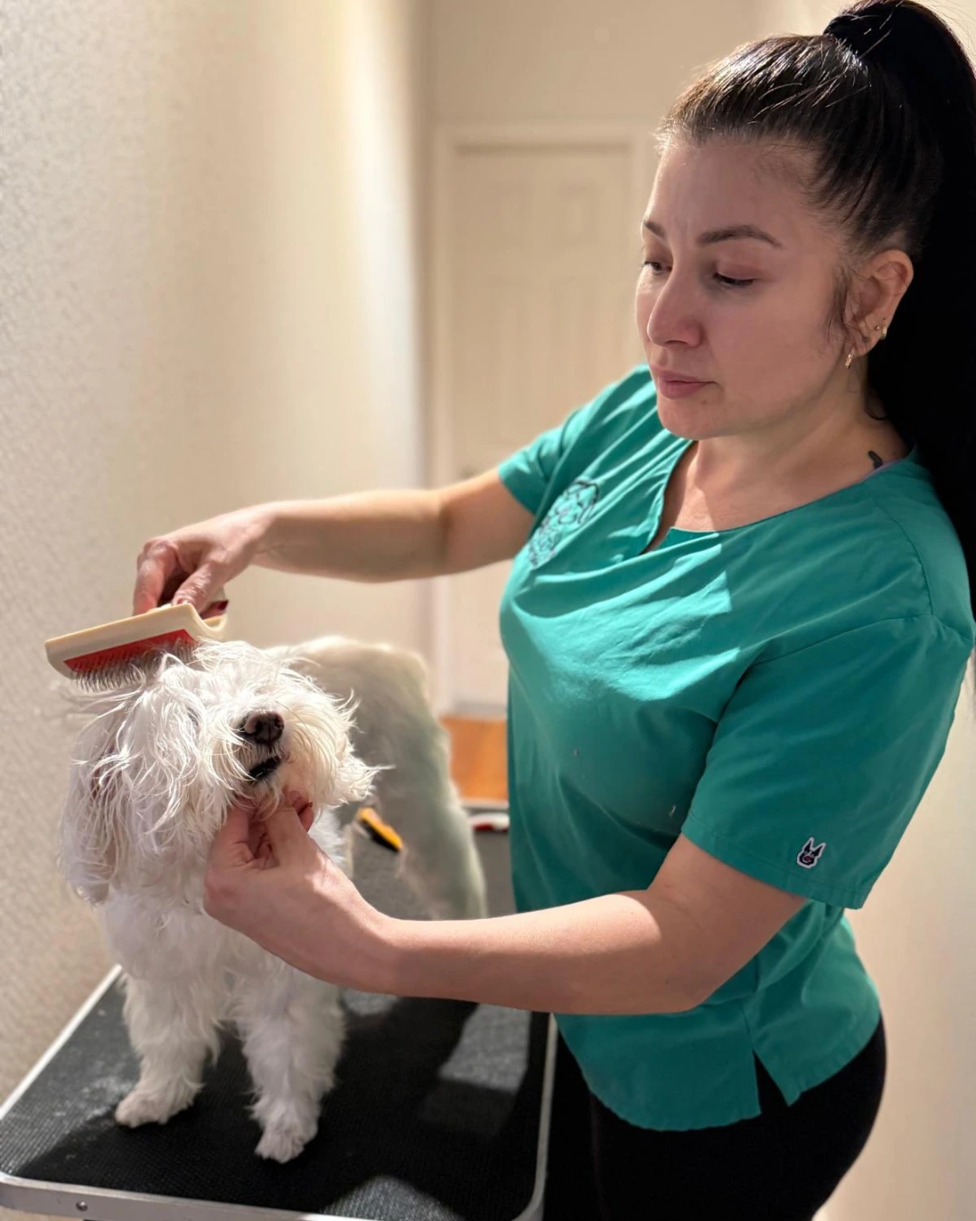 PetStar groomer in a teal uniform brushing a small white West Highland Terrier on the grooming table
