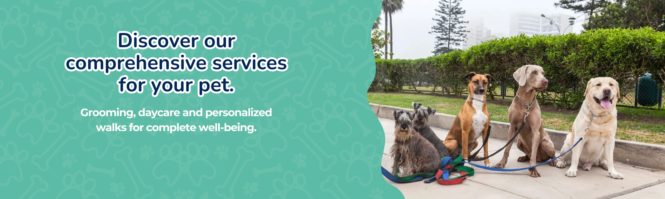 Four dogs on leashes walking together in a park