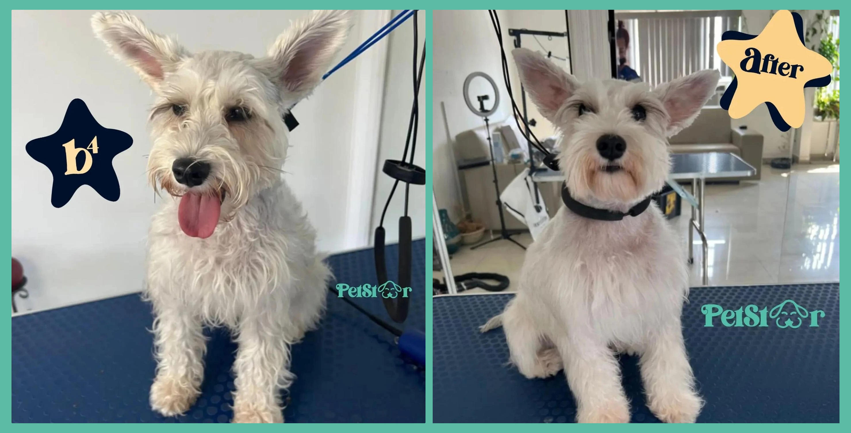 White Schnauzer before and after grooming