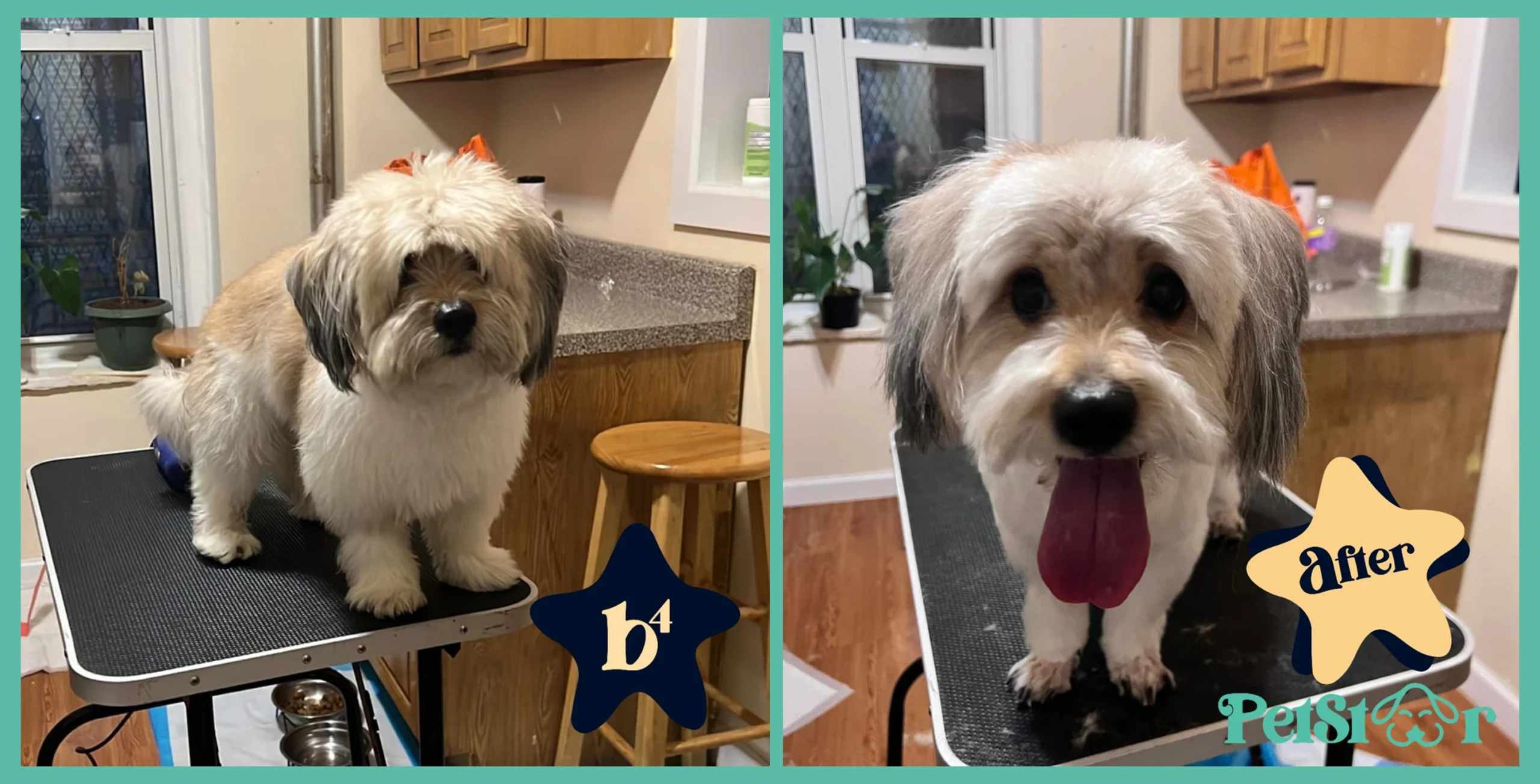 Grey-and-white Lhasa Apso and Shih Tzu mix before and after grooming, photographed at the client’s home