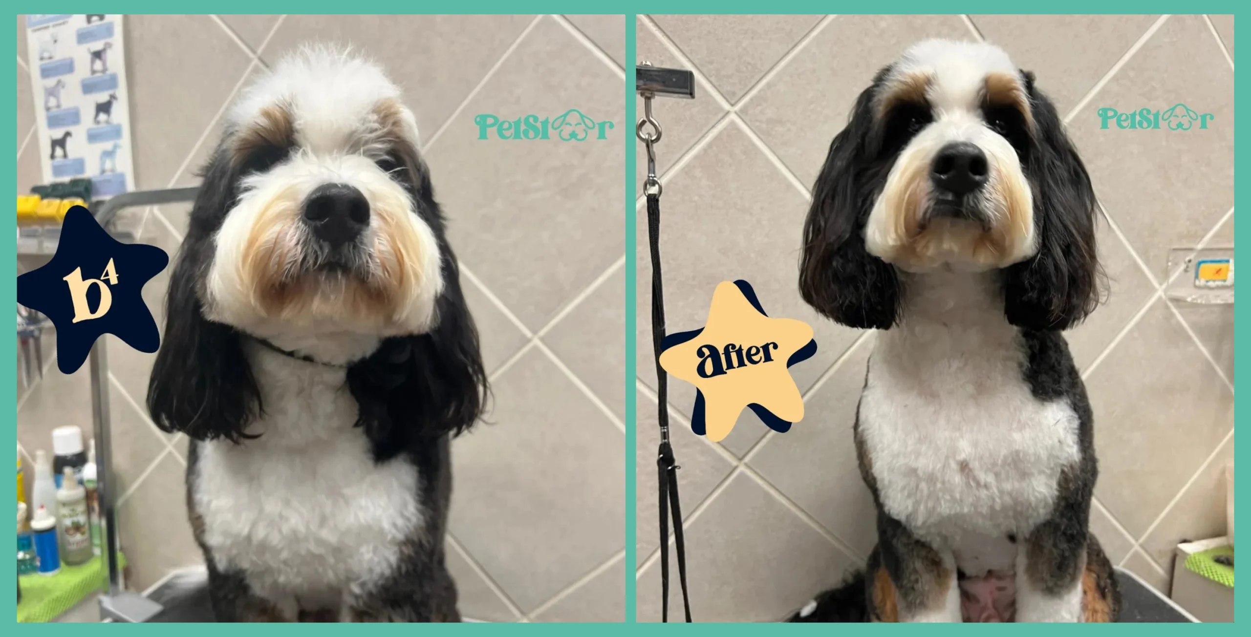 Black-and-white Tibetan Terrier or Cockapoo before and after grooming in the salon