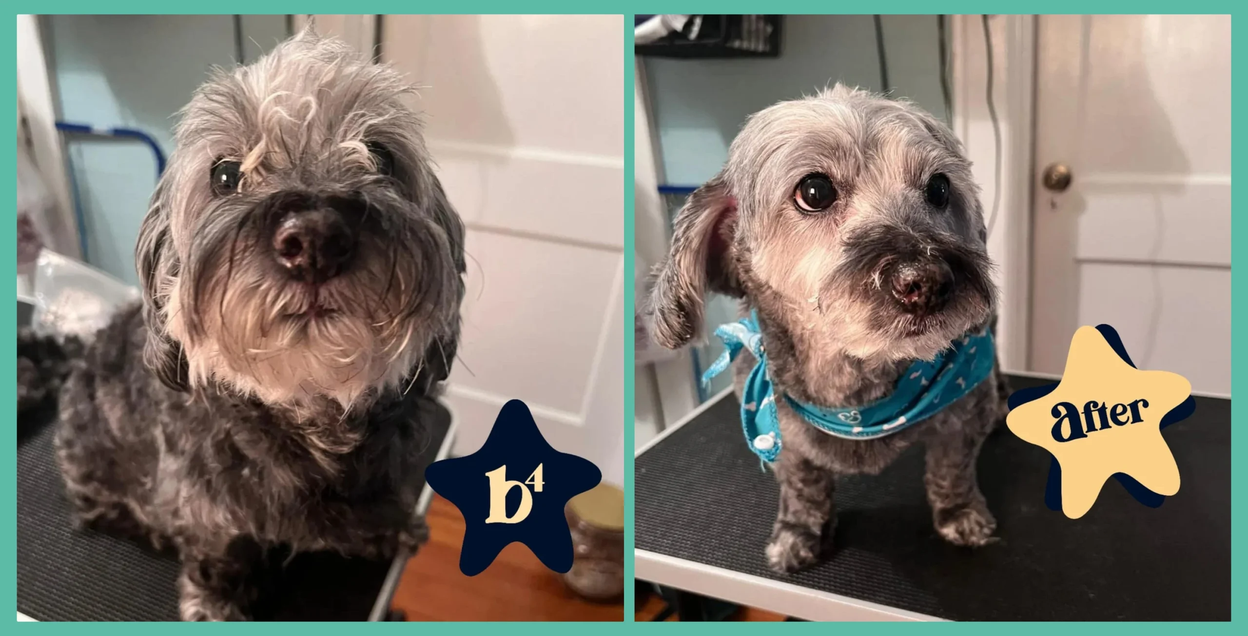 Small grey mixed breed dog before and after grooming, wearing a blue bandana in the after photo