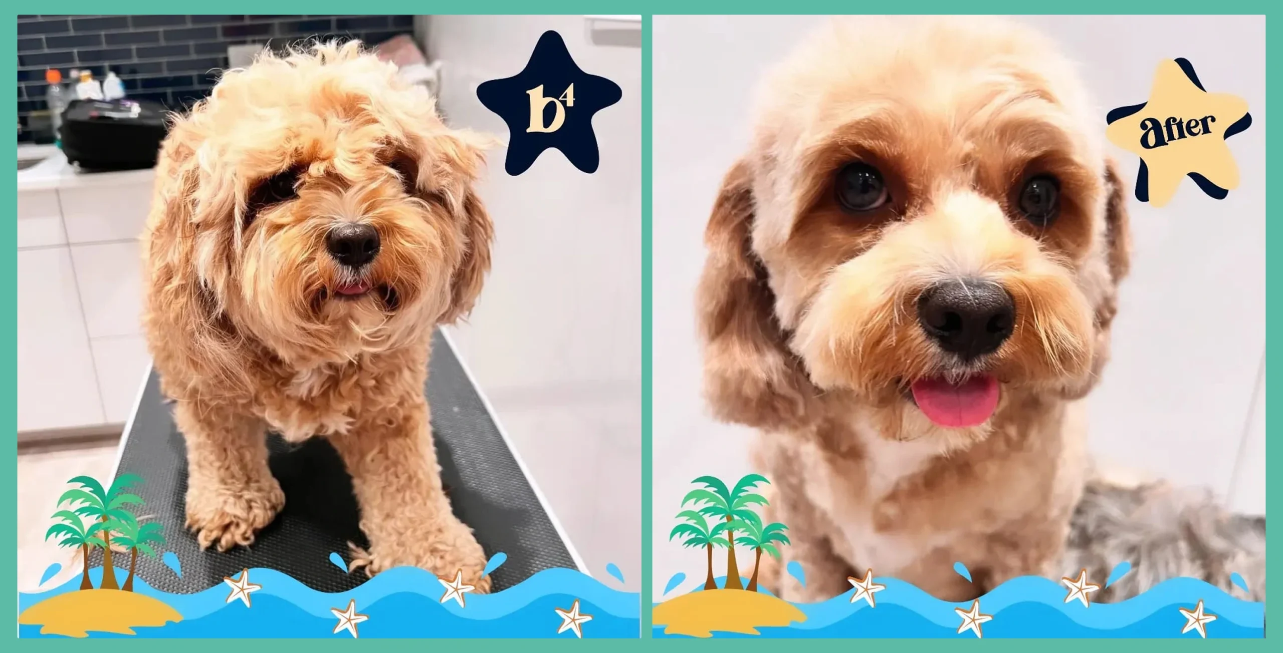 Golden apricot Cavapoo before and after grooming, with summer beach overlays