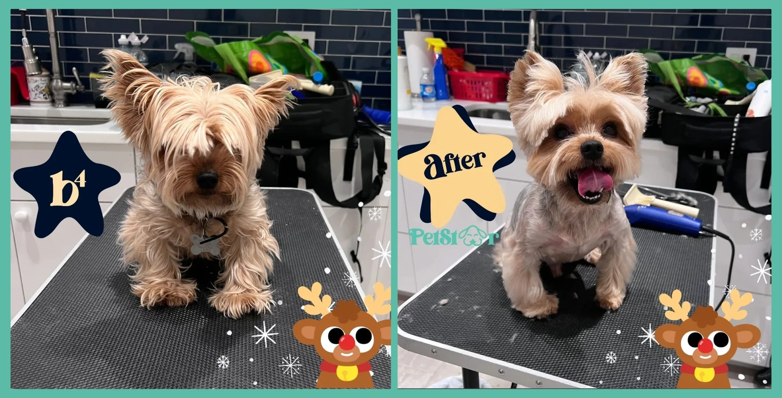 Yorkshire Terrier before and after grooming, with Christmas reindeer overlays