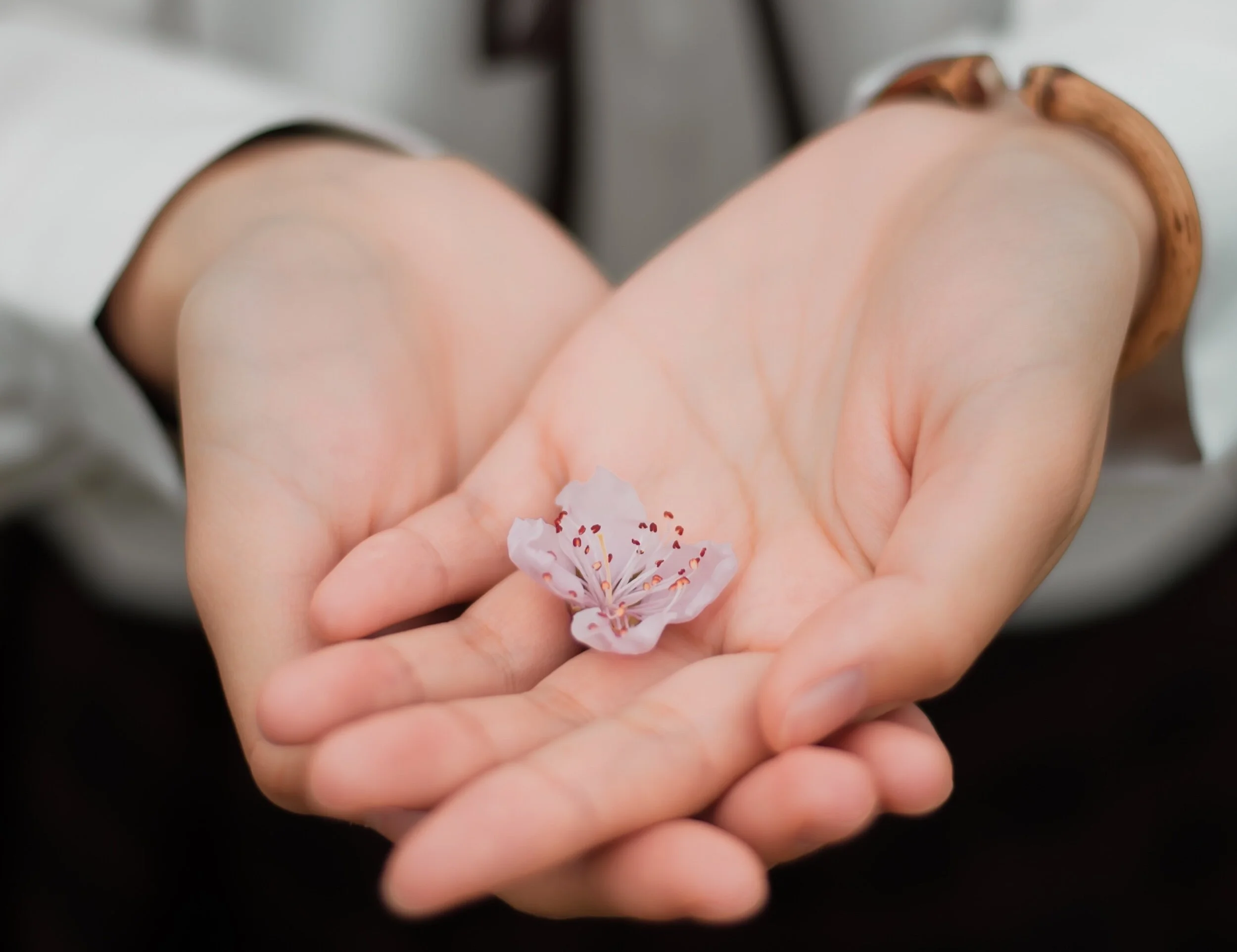 Cupped hands gently holding a small pink cherry blossom flower