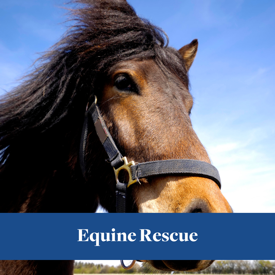 Close-up of a brown horse wearing a halter against a bright blue sky