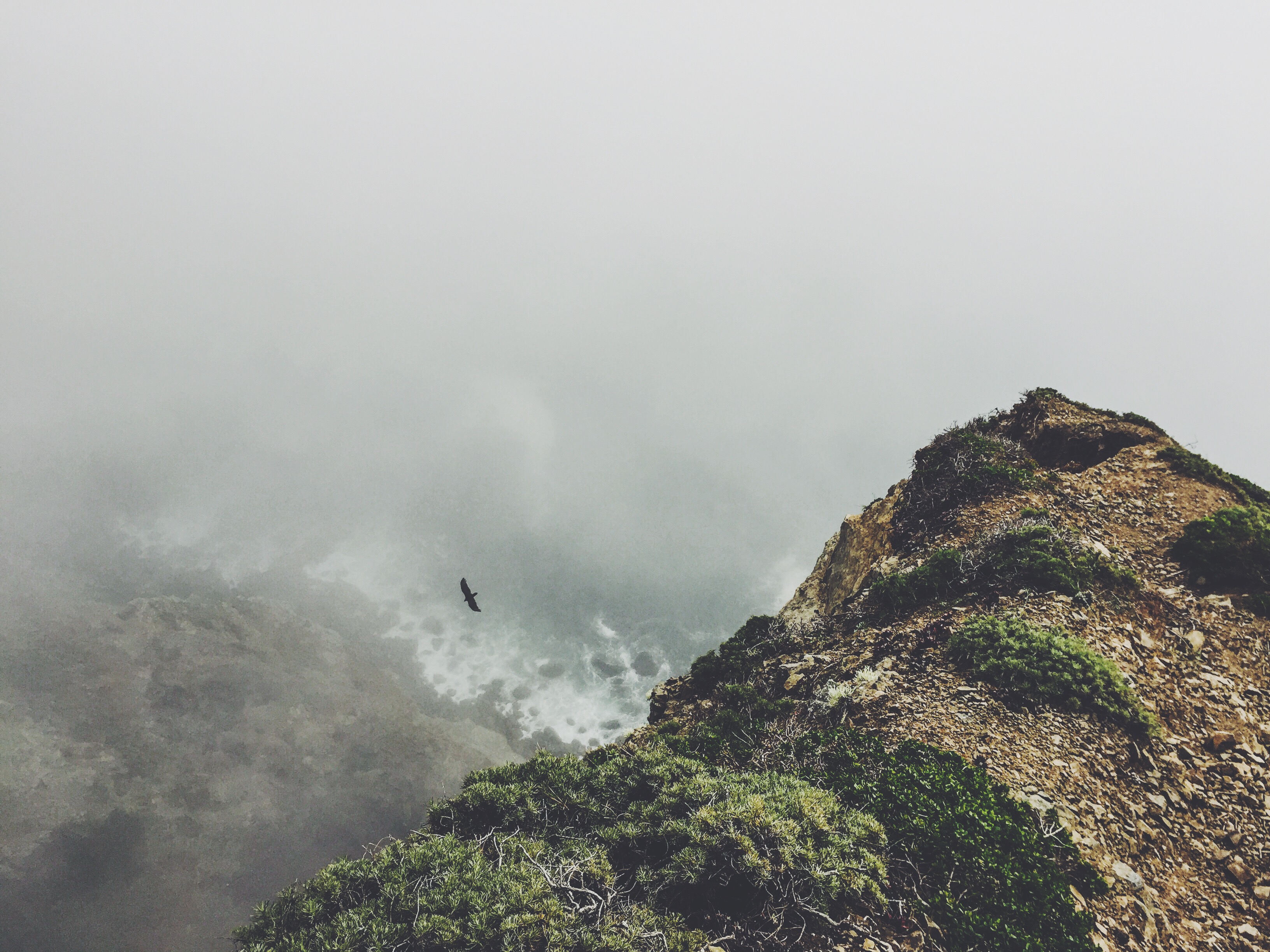 Misty coastal cliff edge with a bird in flight and fog over crashing waves below