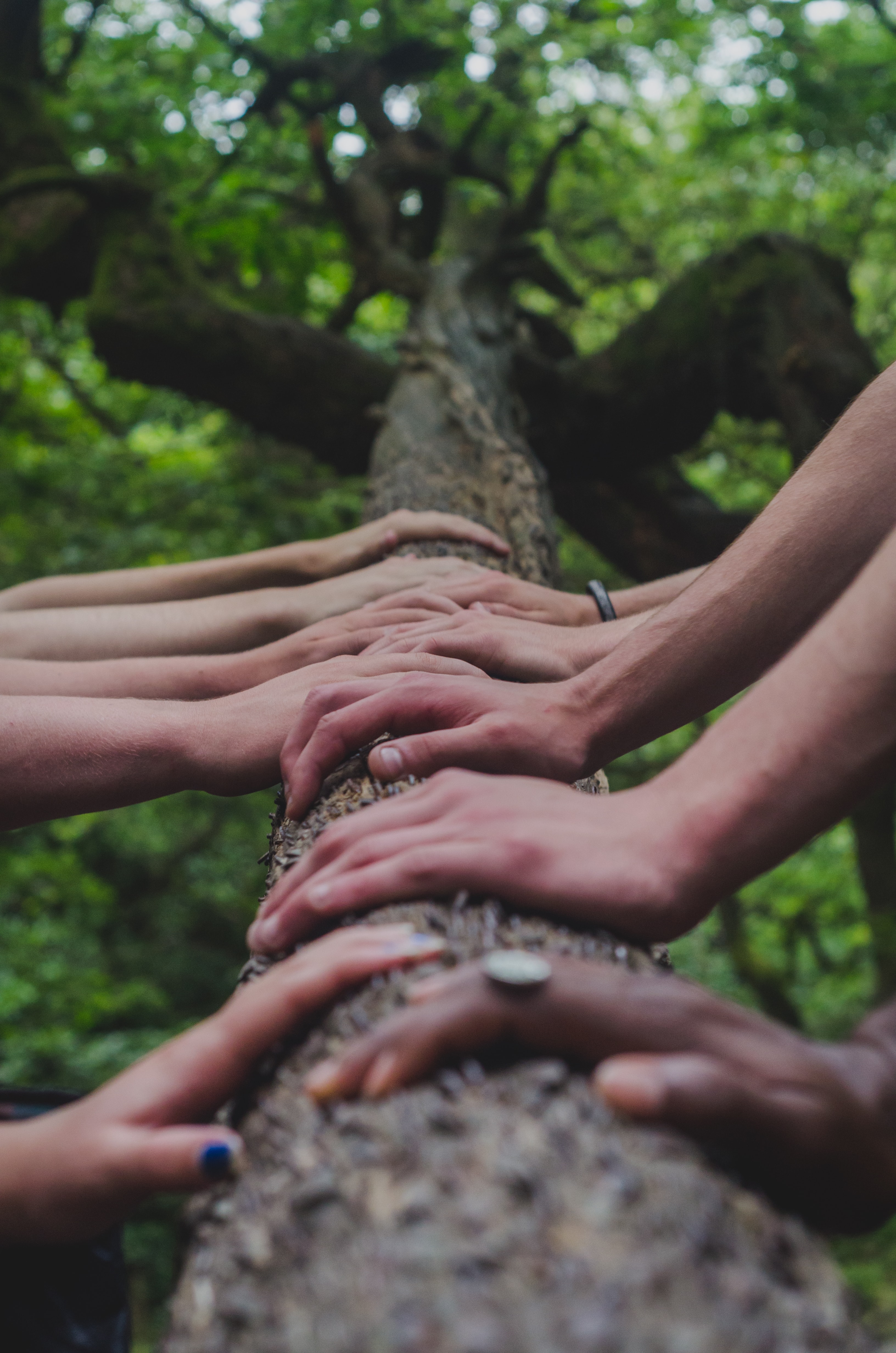 Multiple hands resting together on a fallen log in a forest, representing community and unity