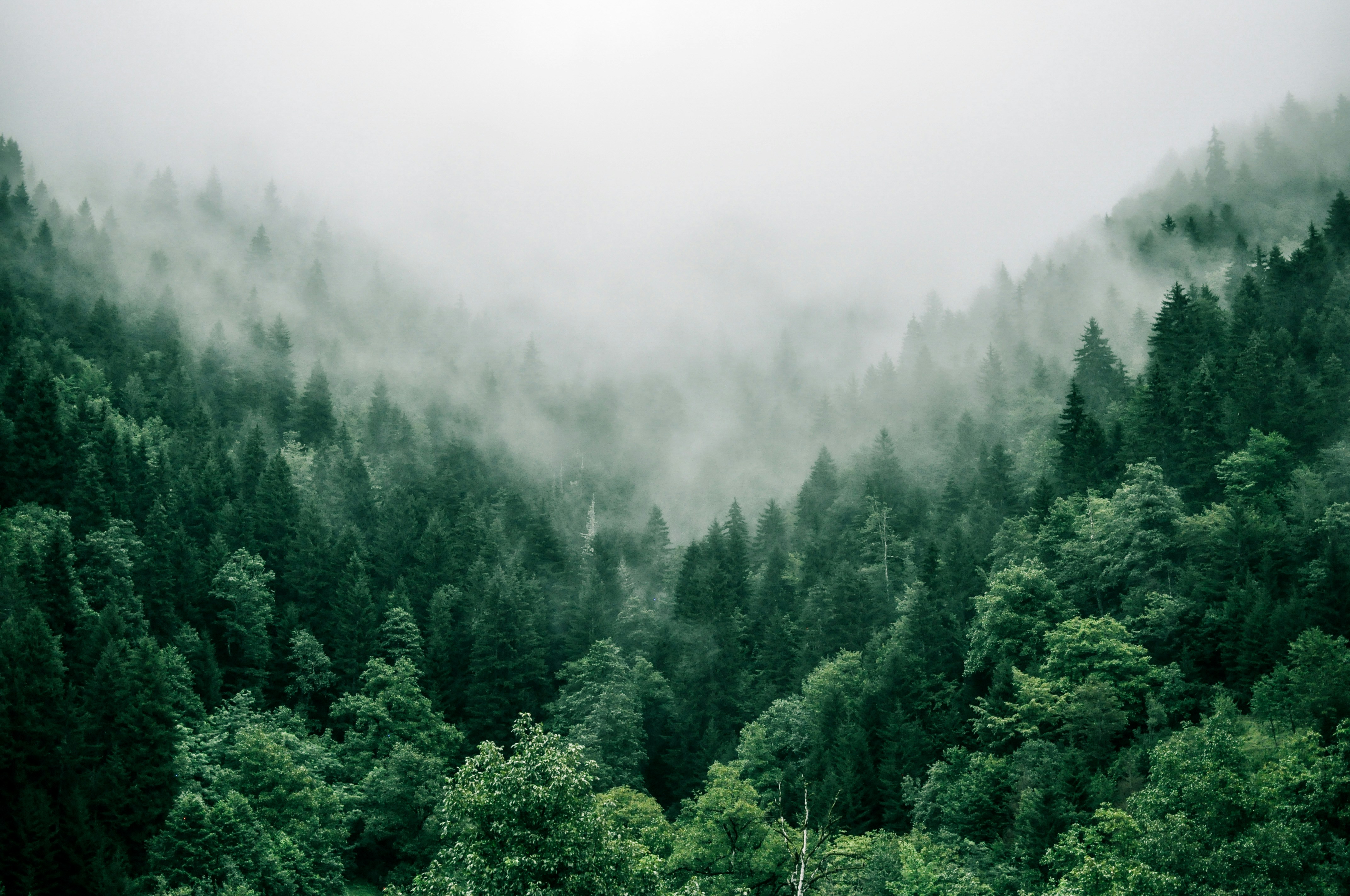 Misty pine forest with low-hanging fog over dense green treetops