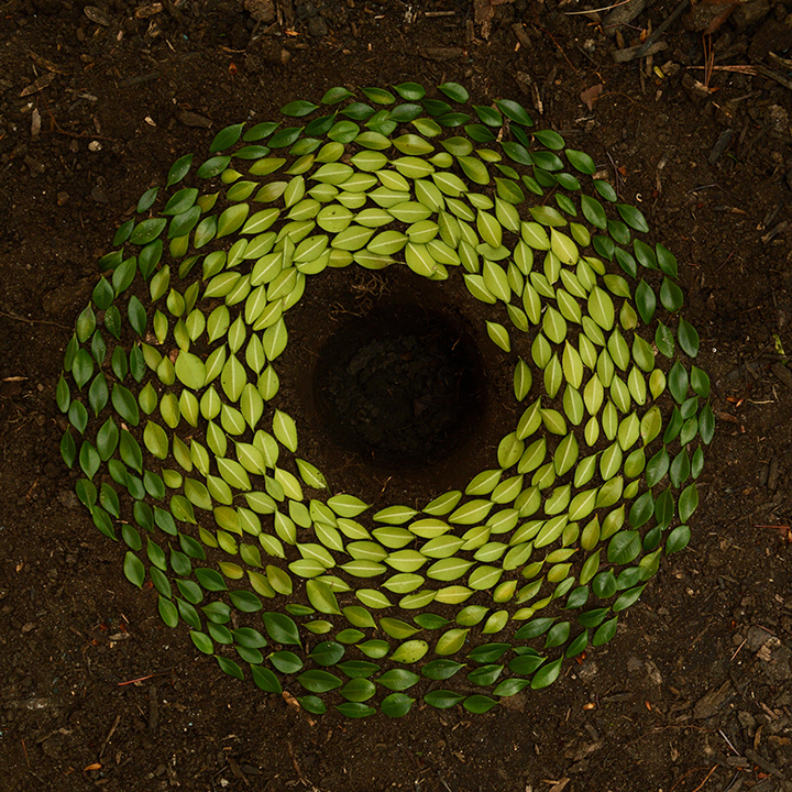 Green leaves arranged in a circular mandala on dark soil, seen from above