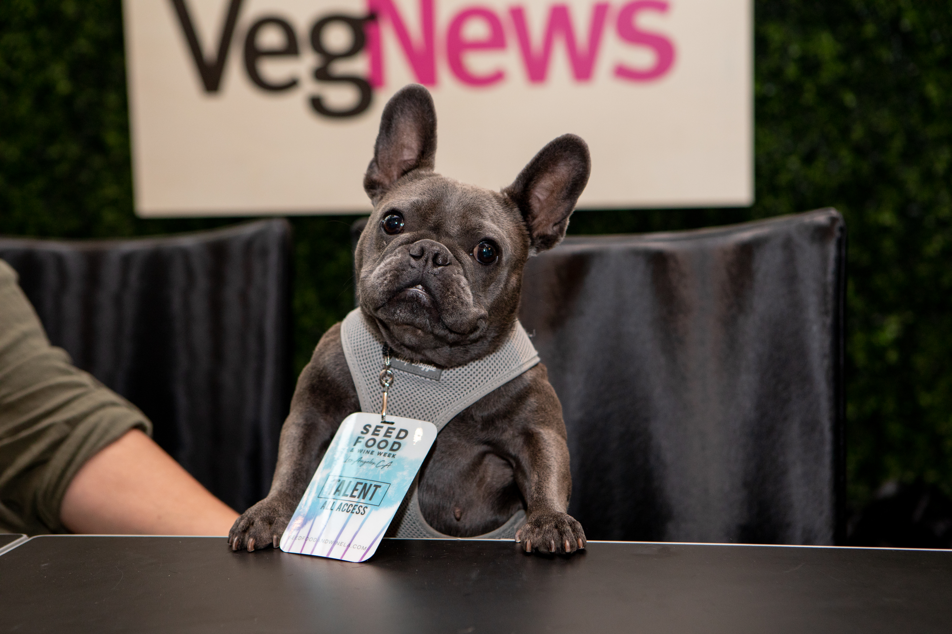 French bulldog puppy wearing a Talent All Access badge in front of a VegNews sign