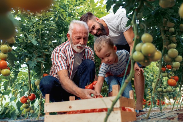 Grandfather, father, and young child harvesting tomatoes together in a garden greenhouse