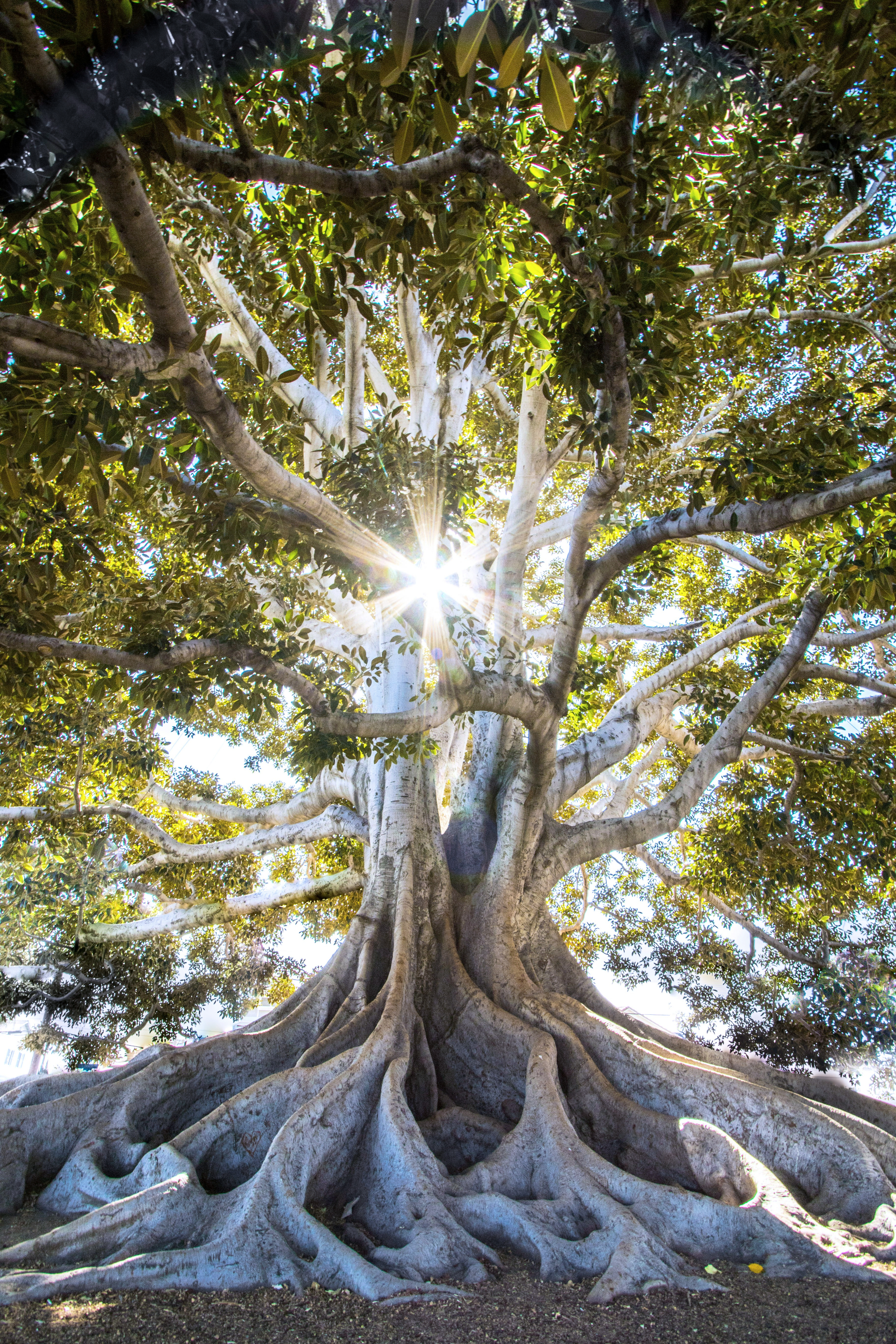 Large ancient tree with sprawling roots and sunburst shining through the canopy