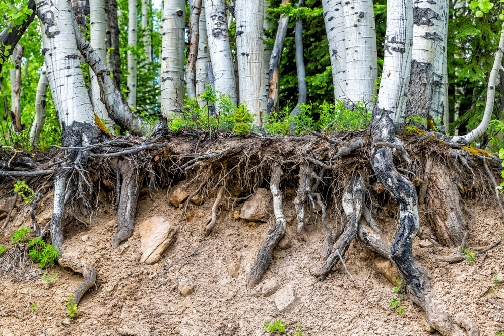 Exposed aspen root system in an eroded hillside