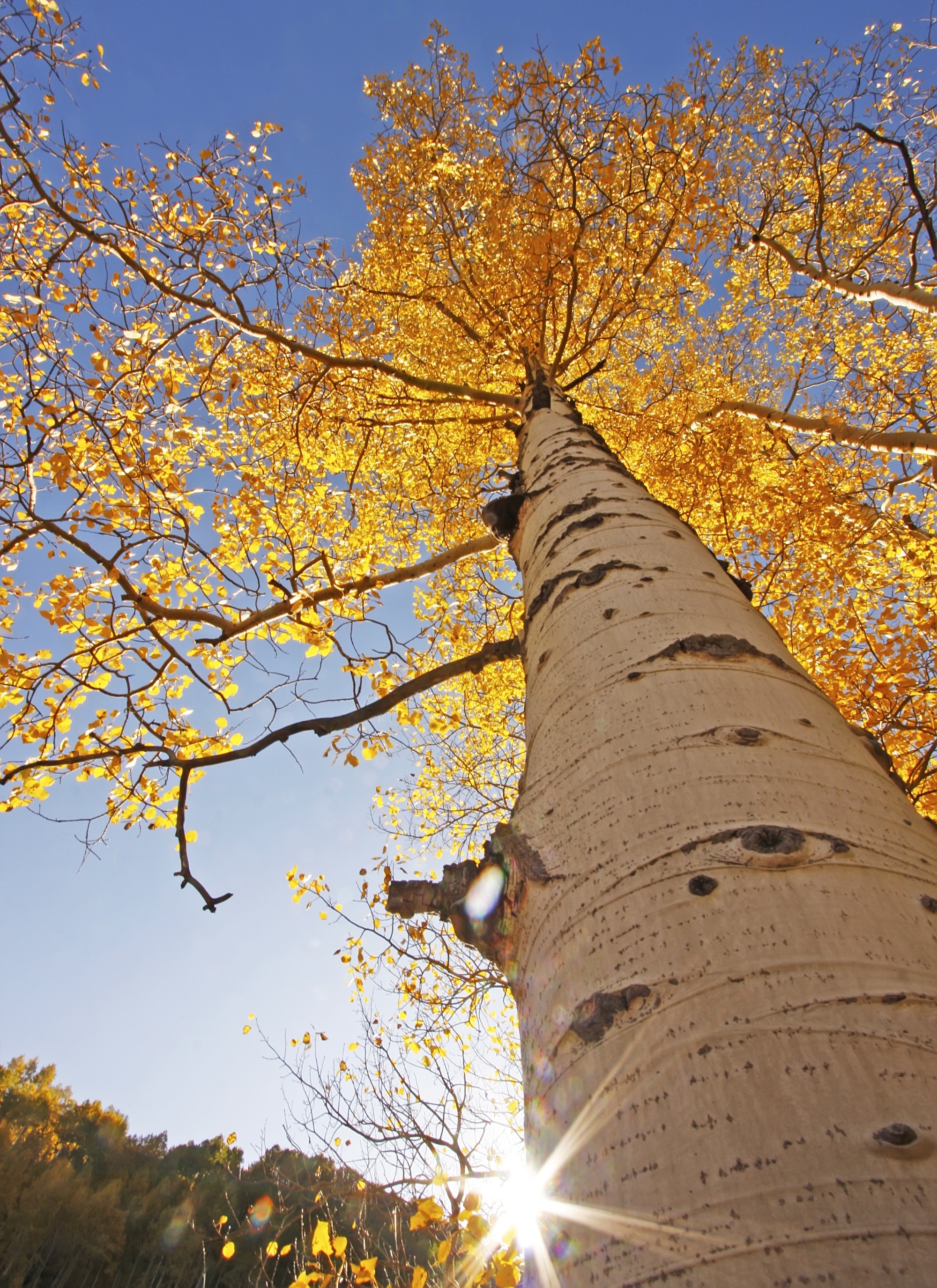 Looking up an aspen tree into golden autumn foliage against a blue sky