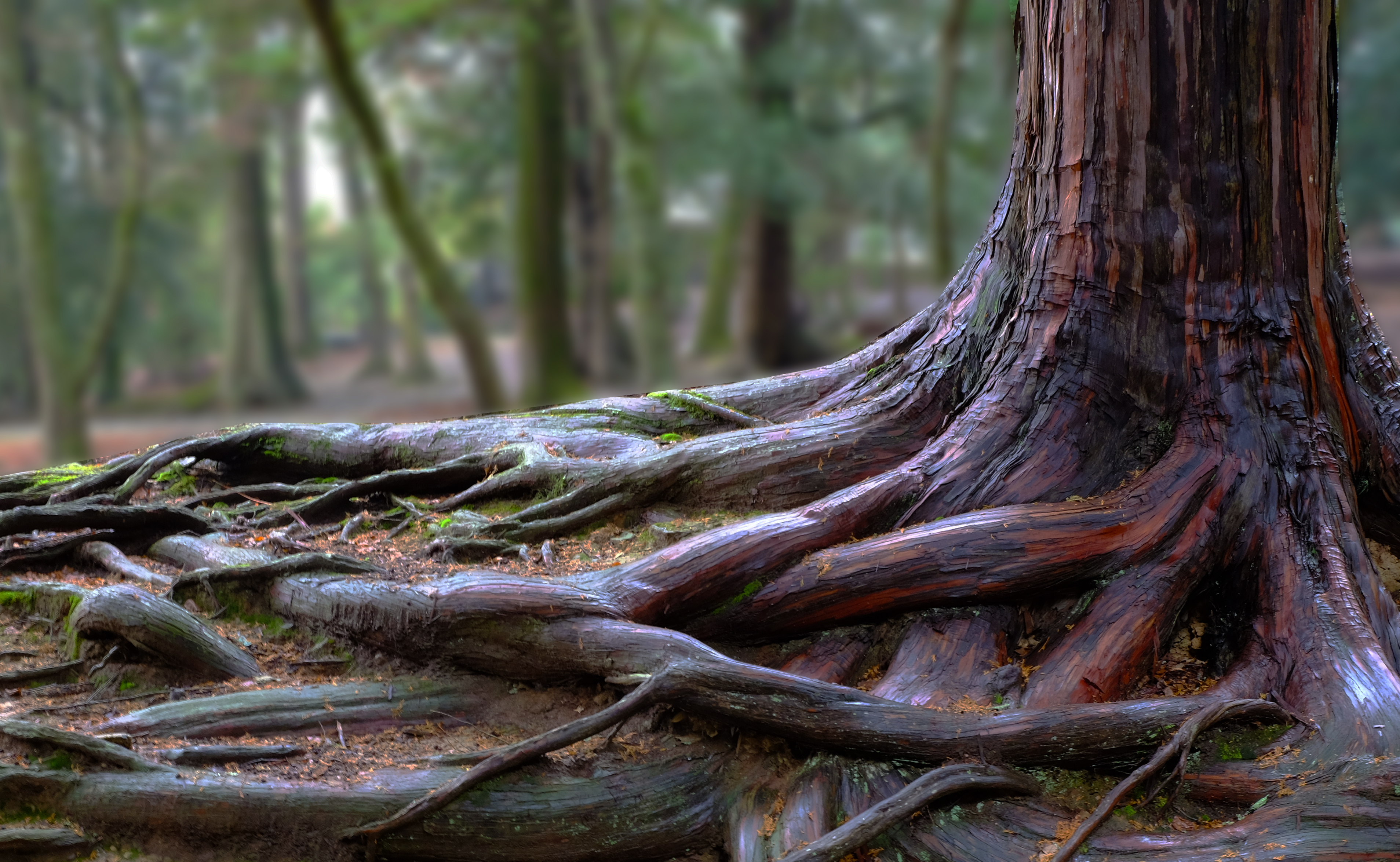 Large tree trunk with sprawling exposed roots on a forest floor