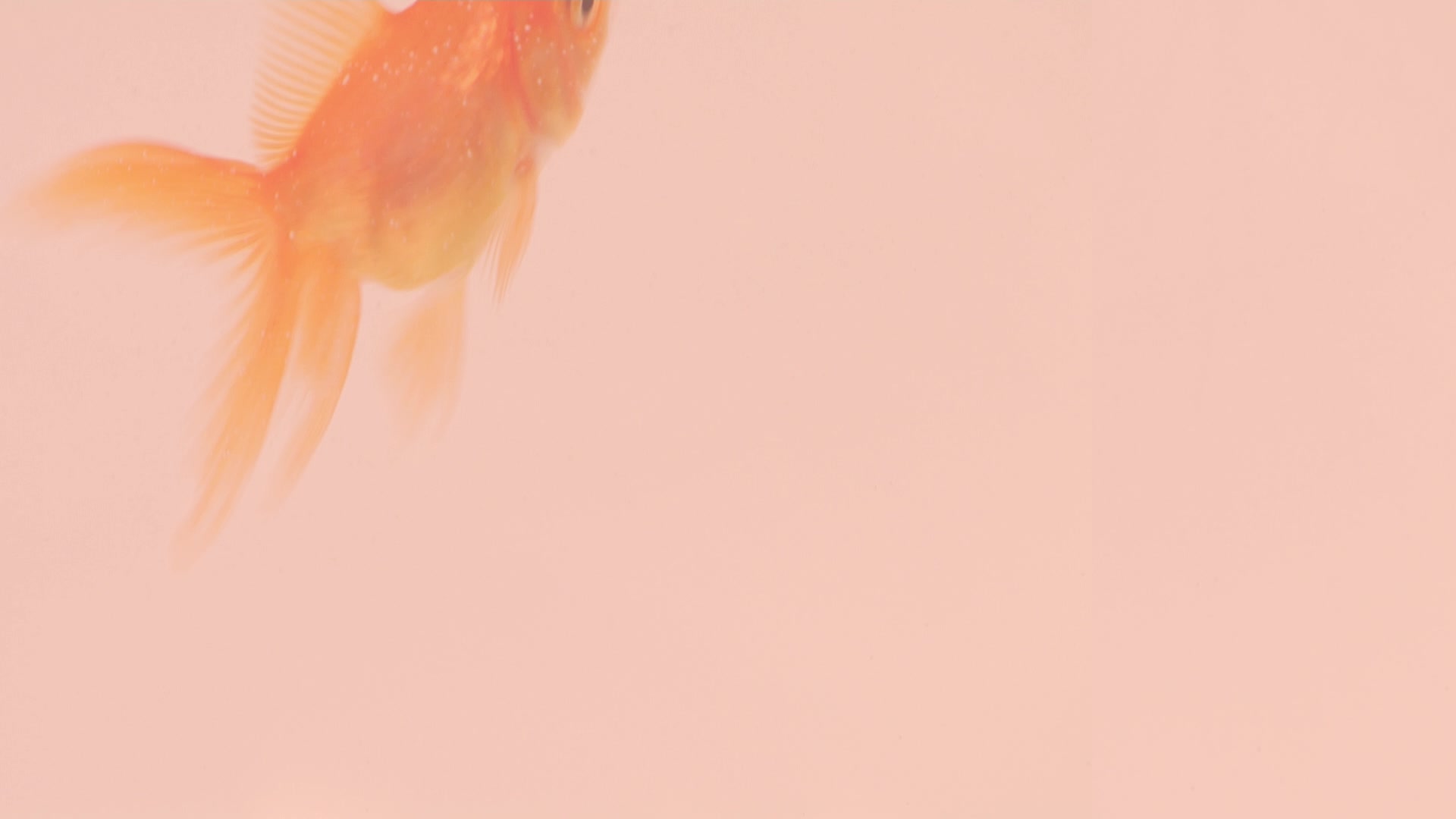 A goldfish swimming against a soft peach background
