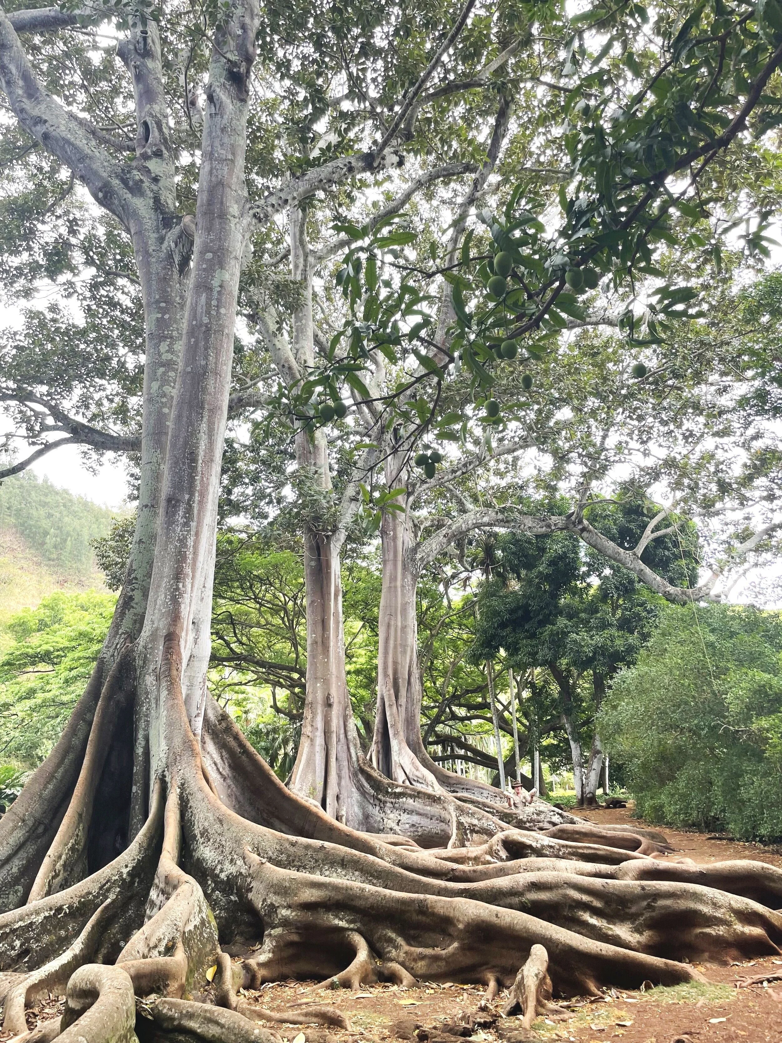 Large banyan and fig trees with massive exposed roots in a lush green forest