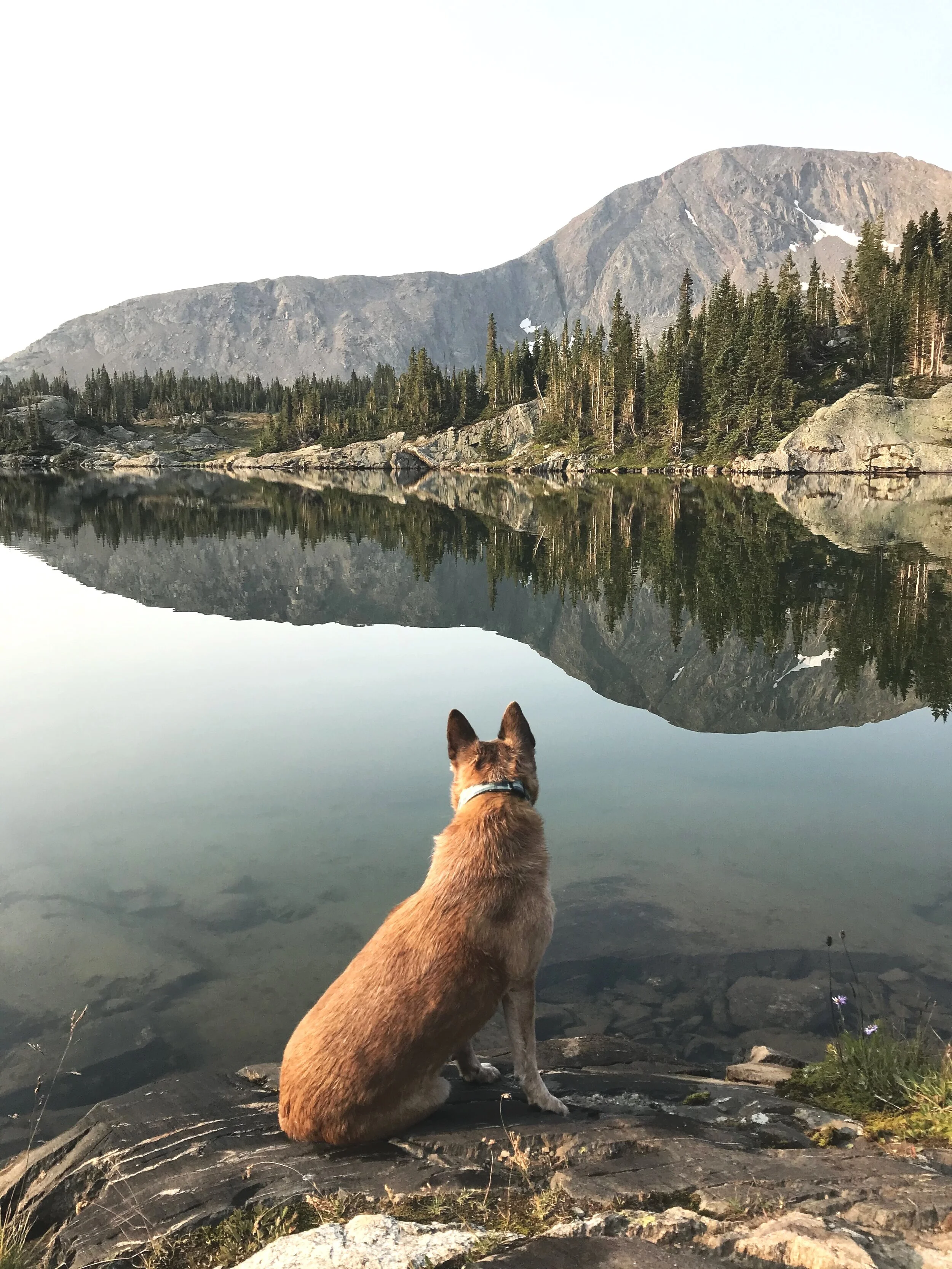 A red-brown dog sitting on rocks facing a calm alpine lake mirroring a mountain and pine trees