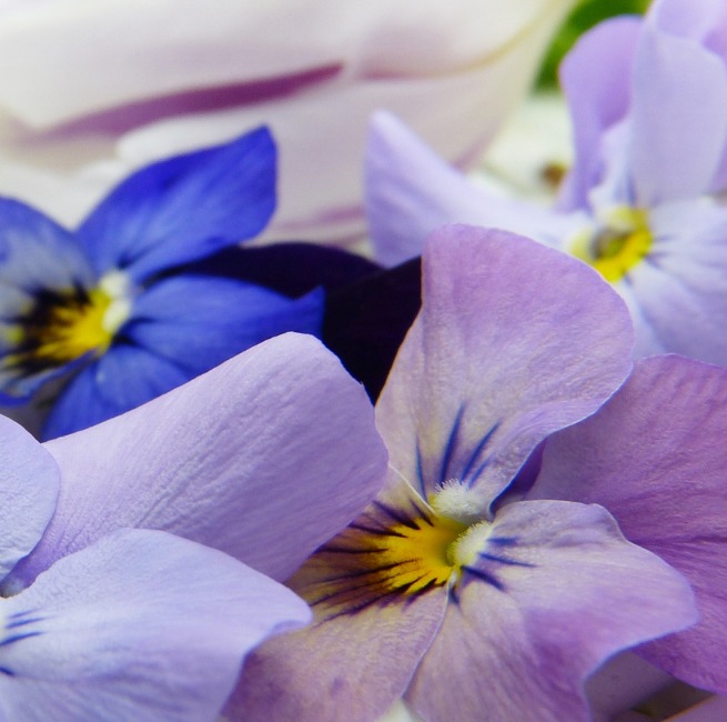 Close-up macro photograph of purple and blue pansy flowers
