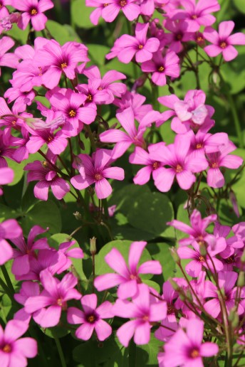 Close-up of bright magenta flowers growing in a garden