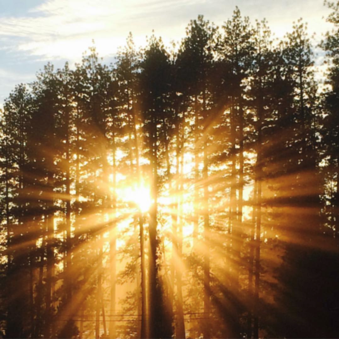 Golden sunburst rays through tall pine trees at sunset