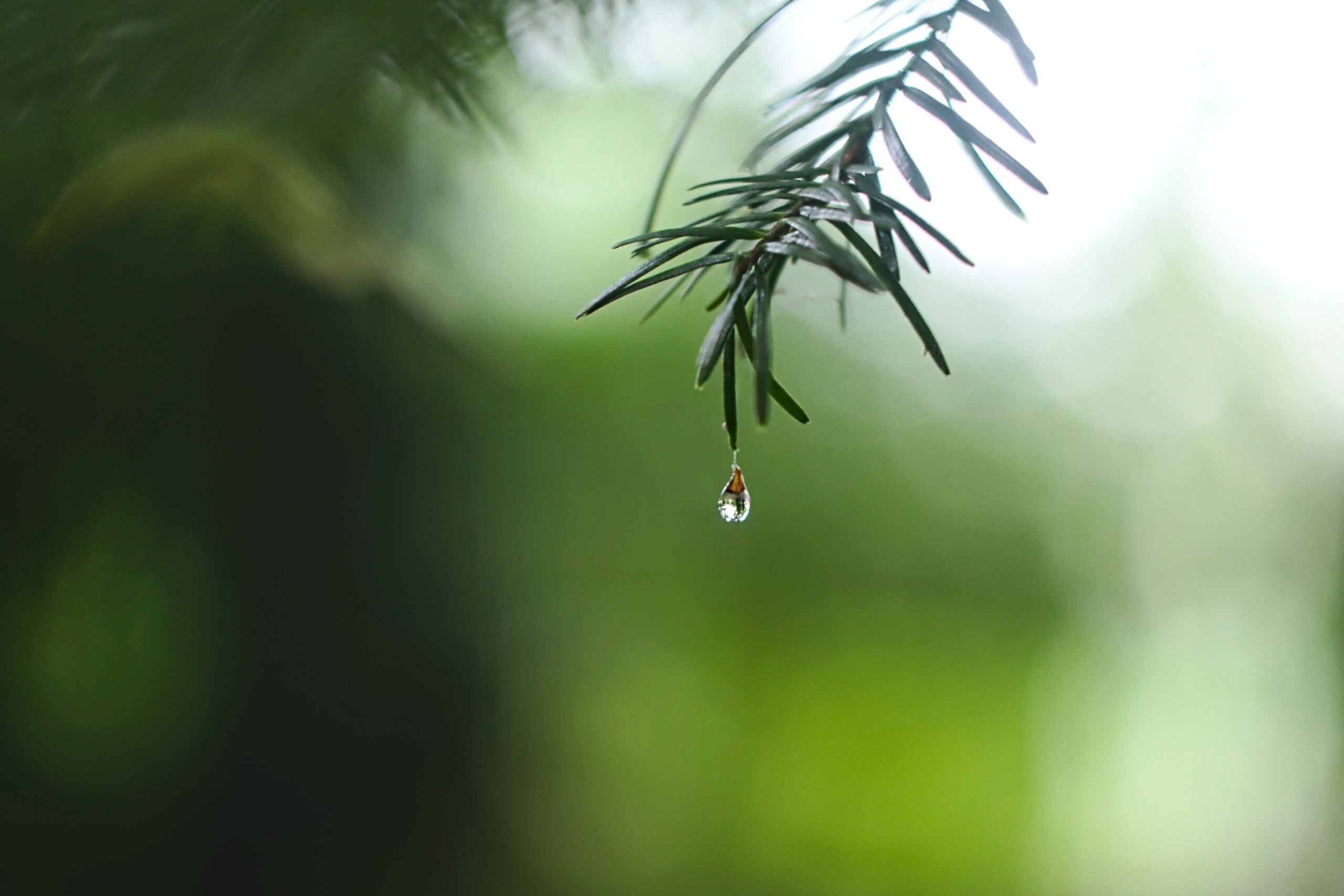 Pine branch with a single water droplet against green bokeh