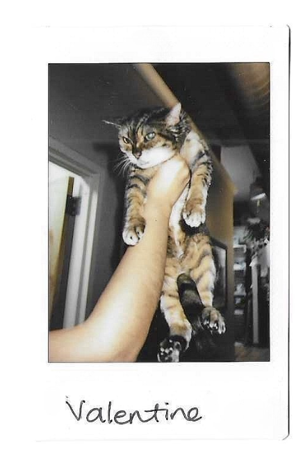 Black-and-white Polaroid of Valentine, a tabby cat held up in a person's arm.