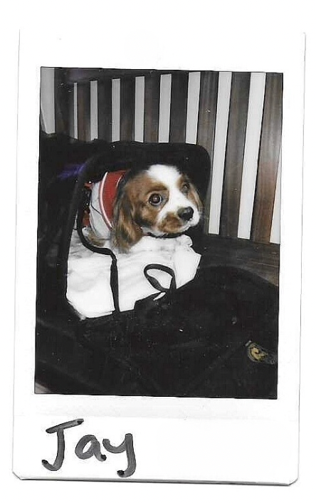 Polaroid of Jay, a Cavalier King Charles Spaniel puppy sitting in a carrier bag, with his name written on the border.