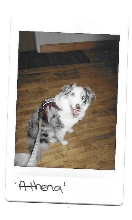 Polaroid of Athena, a blue-eyed Australian Shepherd sitting on a hardwood floor.