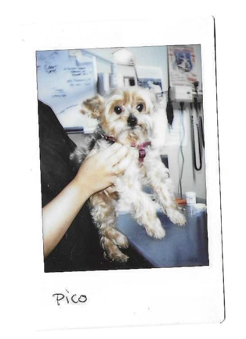 Polaroid of Pico, a small fluffy mixed-breed dog held by staff on the exam table.