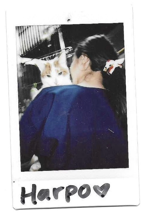 Polaroid of Harpo, a white-and-orange cat perched on a person's shoulder.