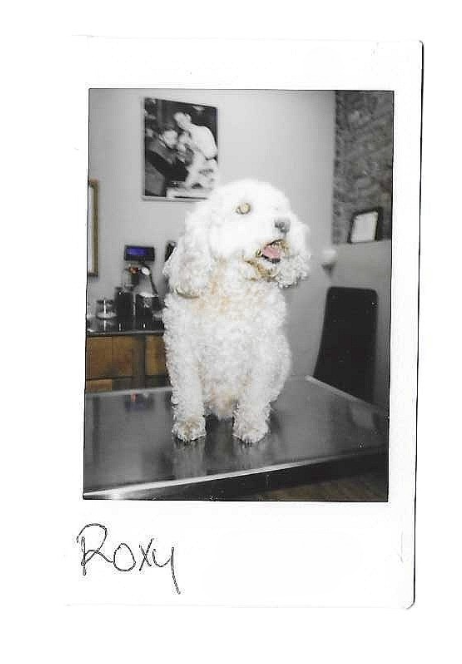 Black-and-white Polaroid of Roxy, a fluffy white poodle-type dog standing on a table.