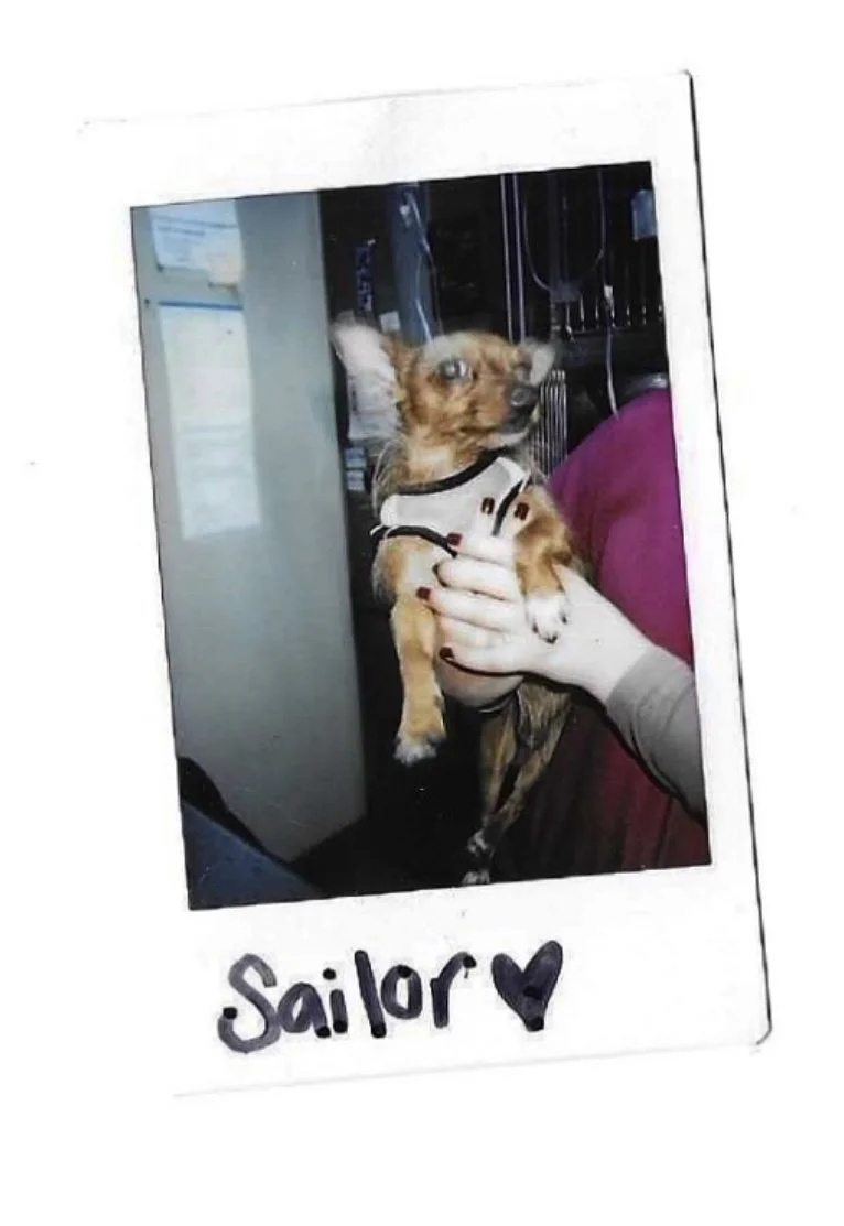 Polaroid of Sailor, a small Chihuahua-mix dog held up by a person.