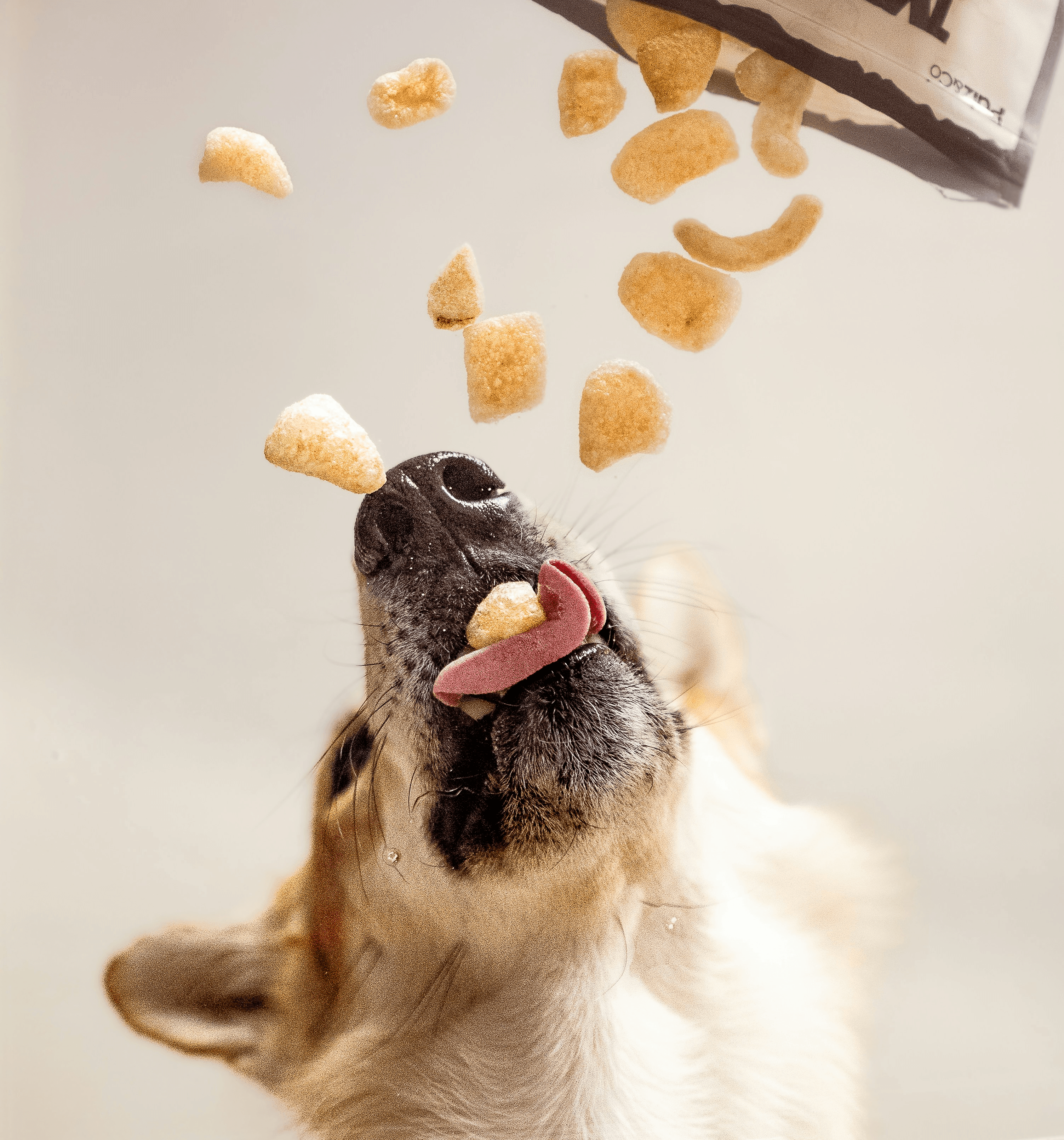 Dog catching treats falling from a bag