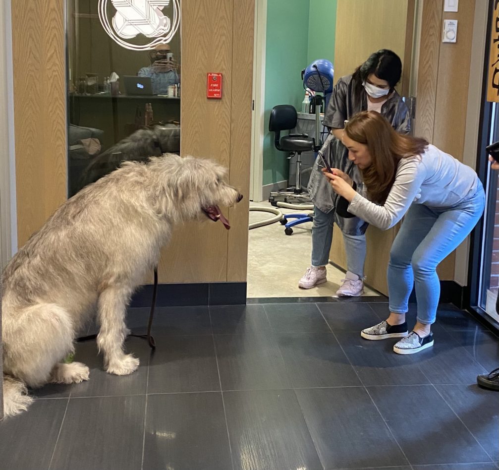 A large fluffy grey dog being photographed by its owner in the DOGMA lobby