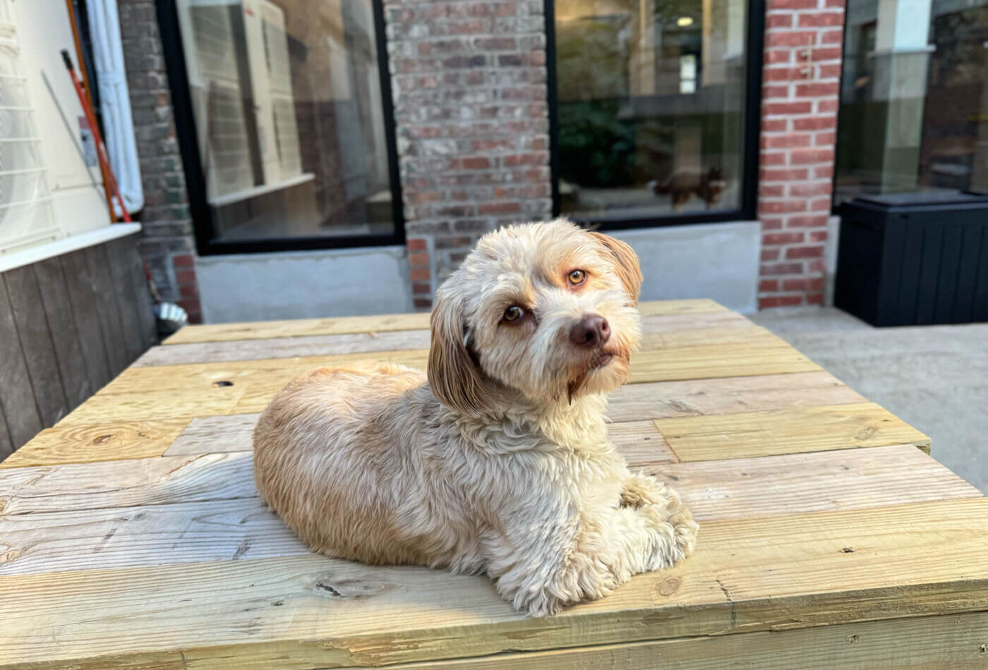 Dog exploring freely outdoors in the garden courtyard