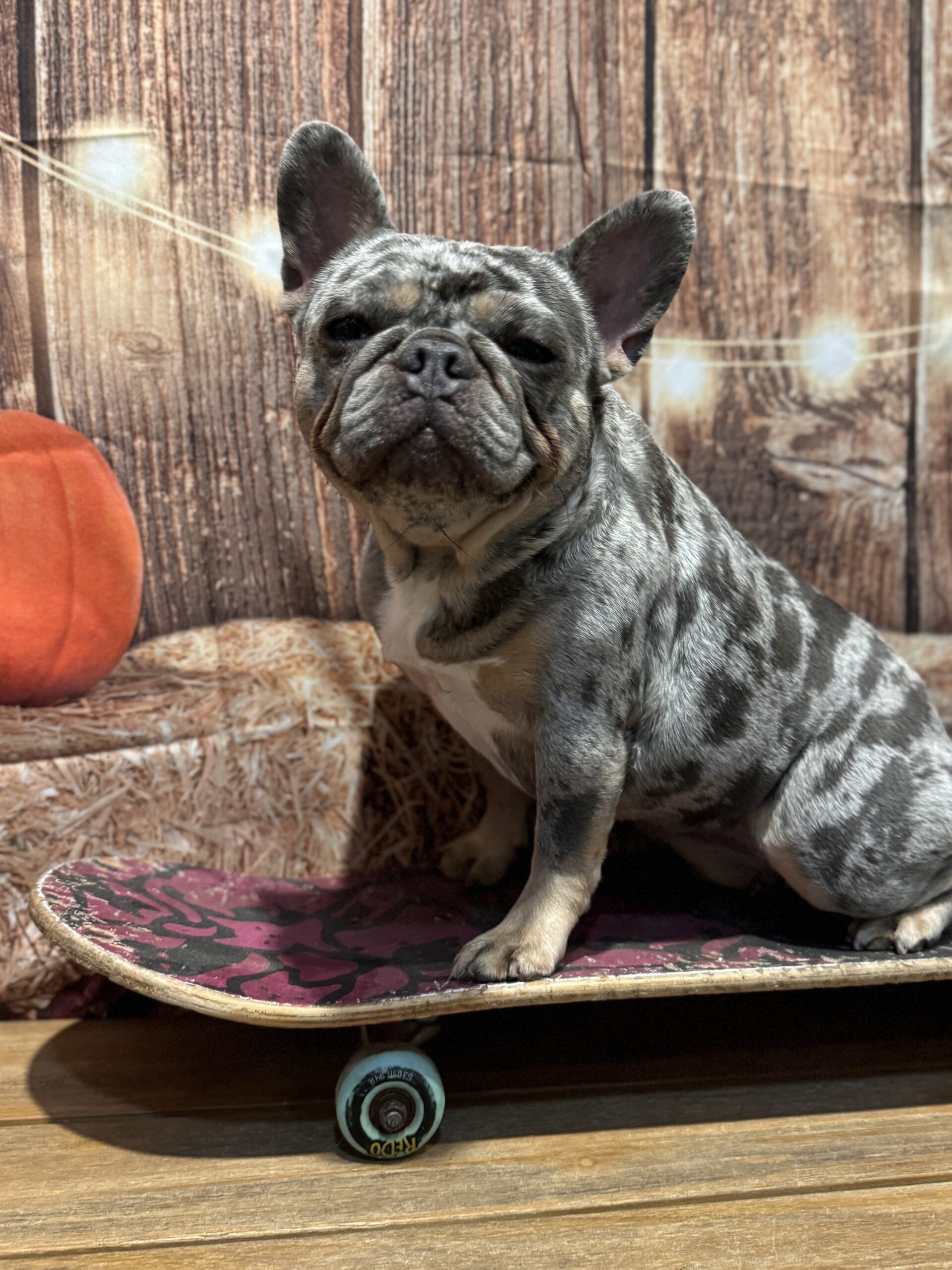 Blue merle French Bulldog on a skateboard